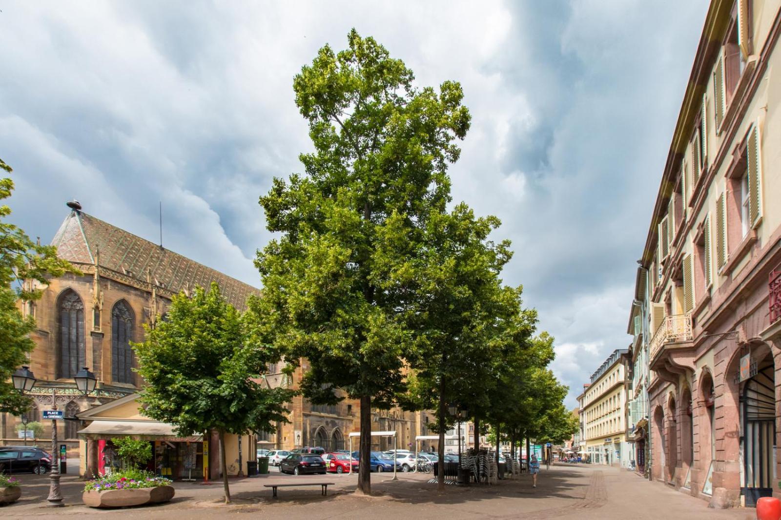 Le Griffon Colmar Exterior foto